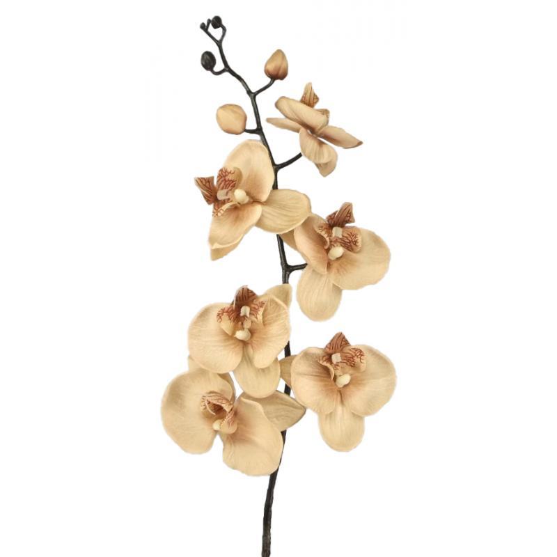 Mink Silk Moth Orchid